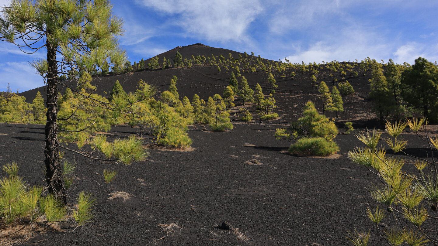 hellgrüne Kiefern vor schwarzen Lavagrus-Flächen