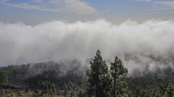 aufziehende Wolken über dem Kiefernwald