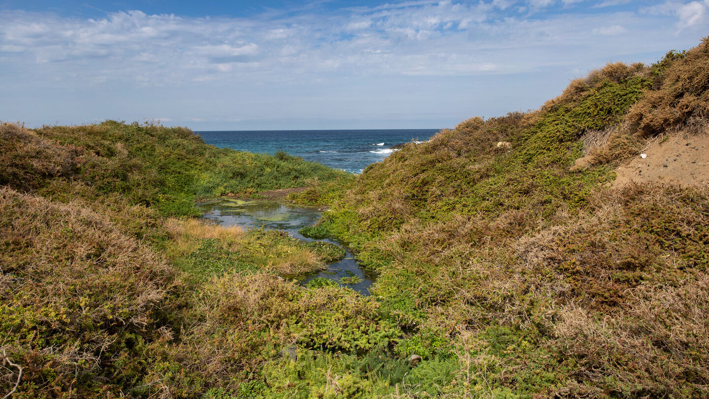 Salzwiesen an der Mündung des Barranco del Junquillo auf Fuerteventura