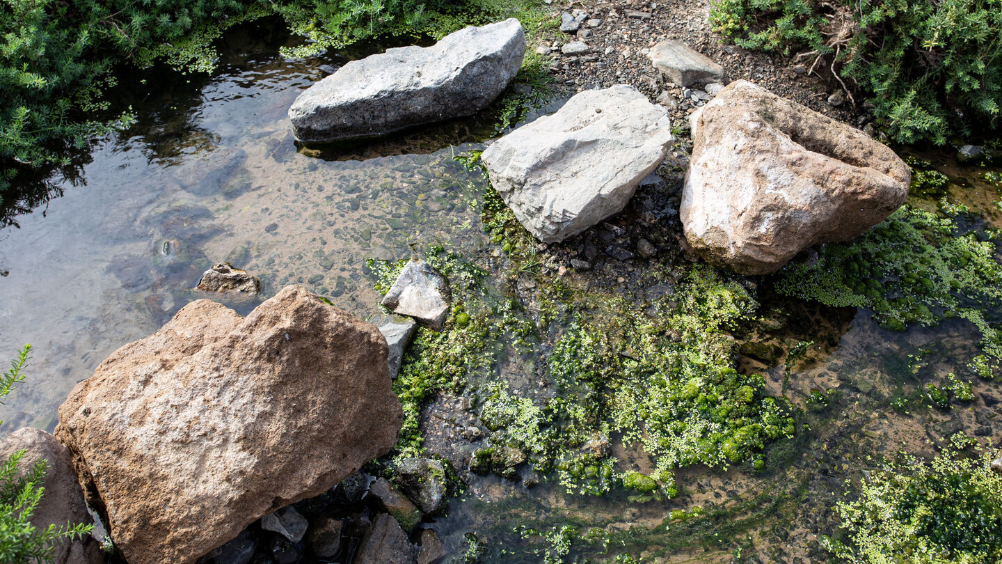 Süßwasser an der Mündung des Barranco del Junquillo auf Fuerteventura