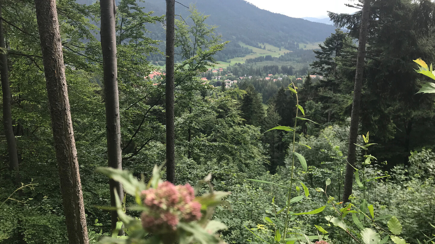 Blick durch das Dickicht auf Neuhaus am Schliersee Blick auf Neuhaus am Schliersee