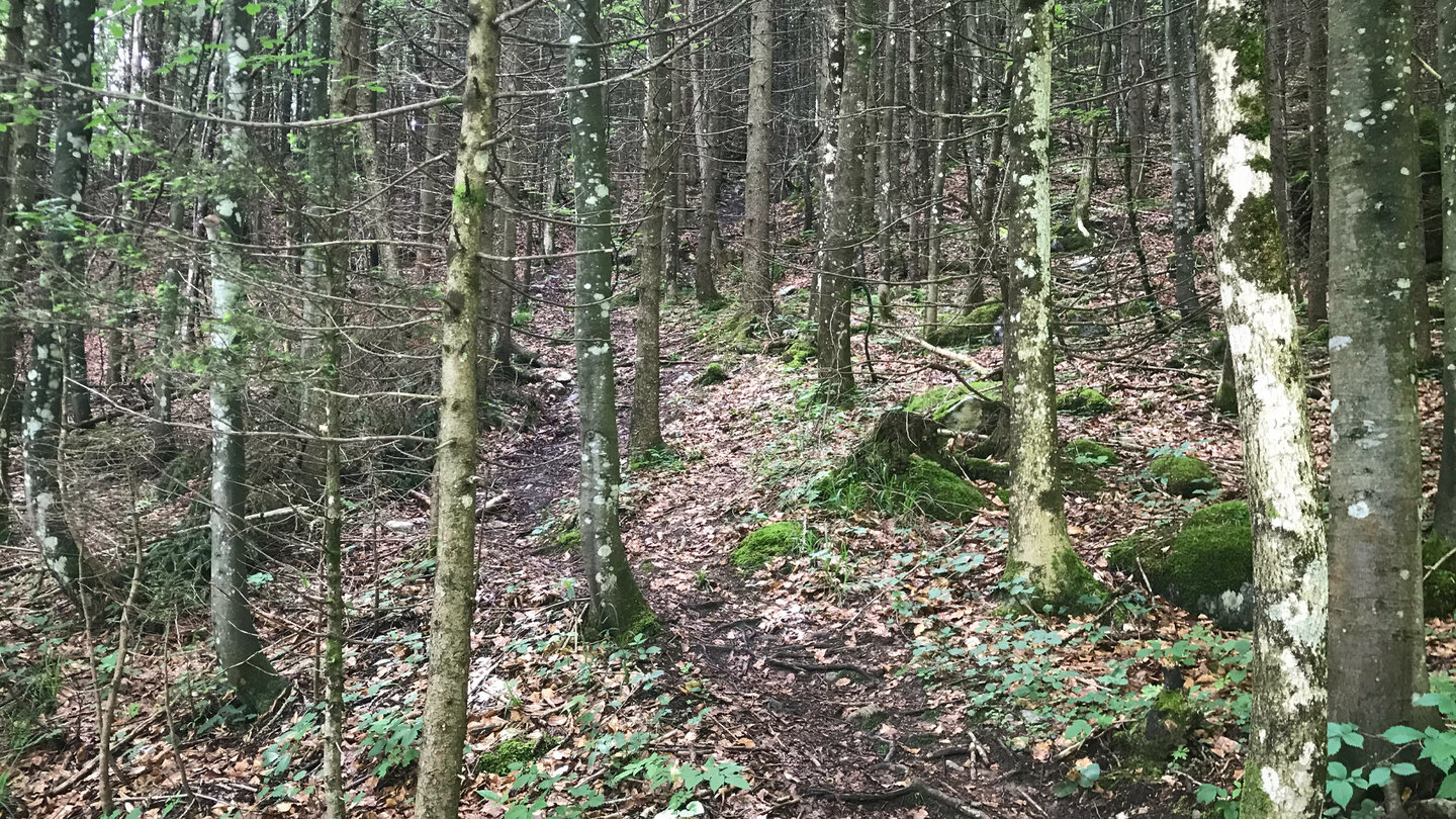 der Wandweg schlängelt sich durch den Wald mit Birken und Tannen Wald mit Birken und Tannen