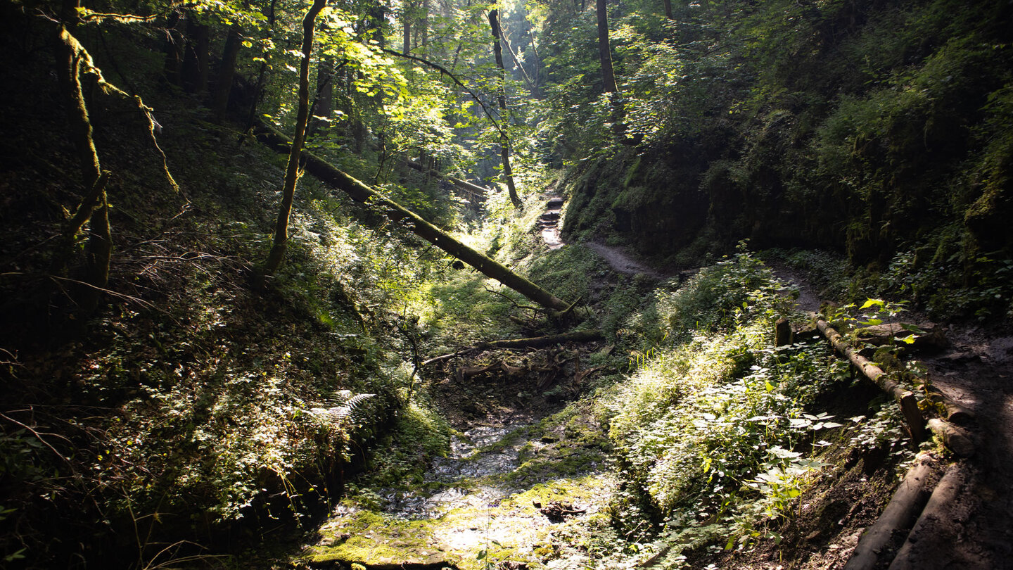 lichtdurchfluteter Wanderpfad entlang der Engeschlucht