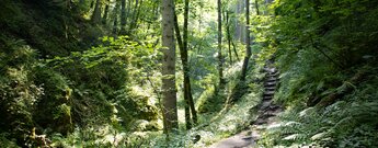 Wanderung auf schmalen Pfaden durch die bewaldete Schlucht des Tränkebaches