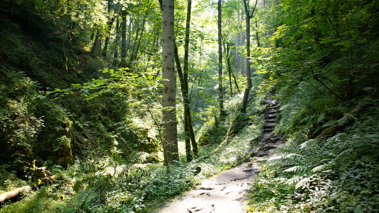 Wanderung auf schmalen Pfaden durch die bewaldete Schlucht des Tränkebaches