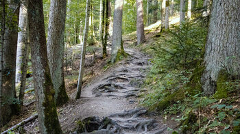 die Etappe starten über einen Wurzelpfad von der Schattenmühle