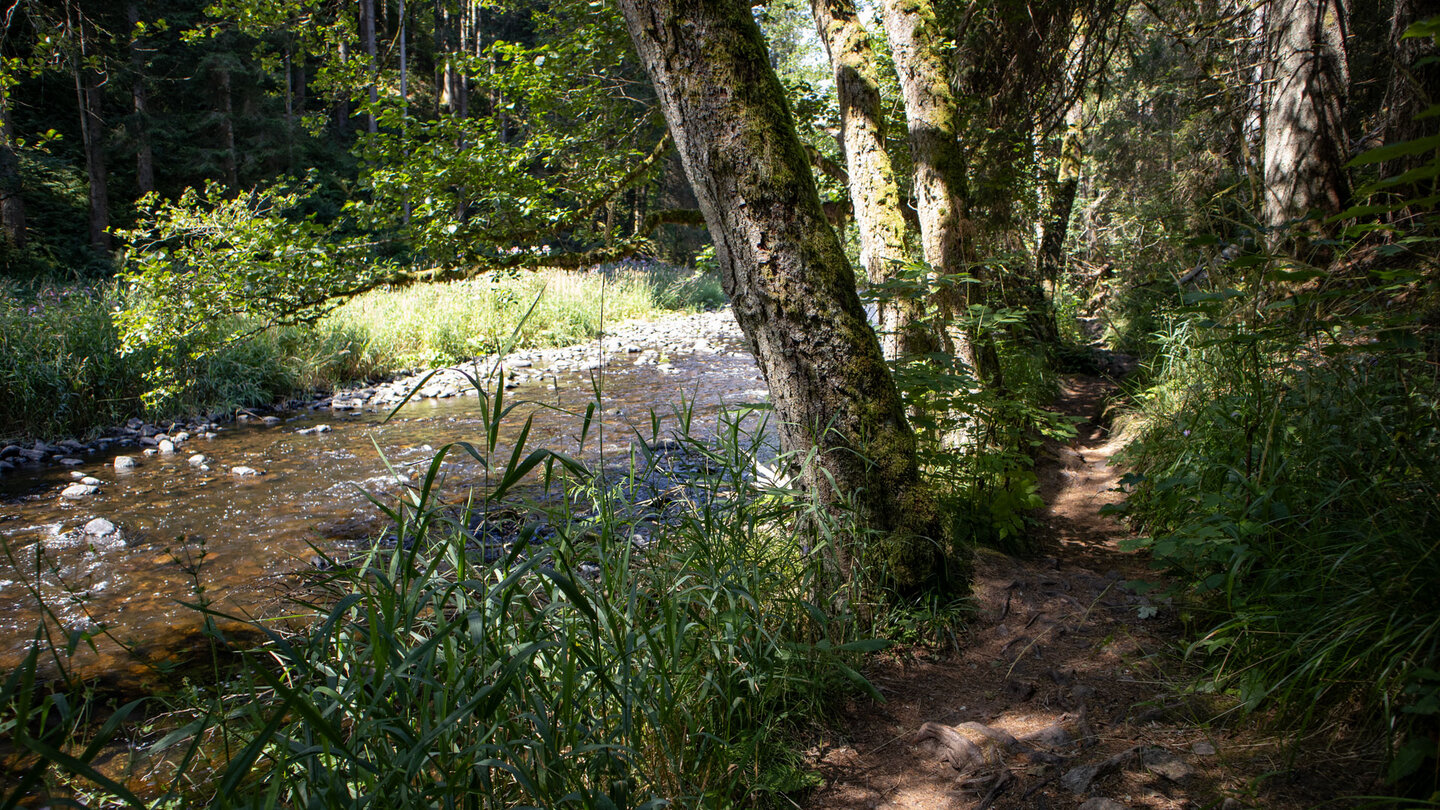 idyllischer Wanderpfad direkt am Ufer