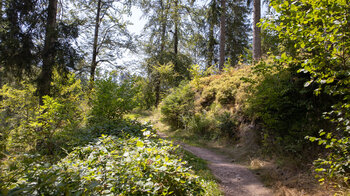 der Schluchtensteig-Wanderweg oberhalb der Haslach-Schlucht