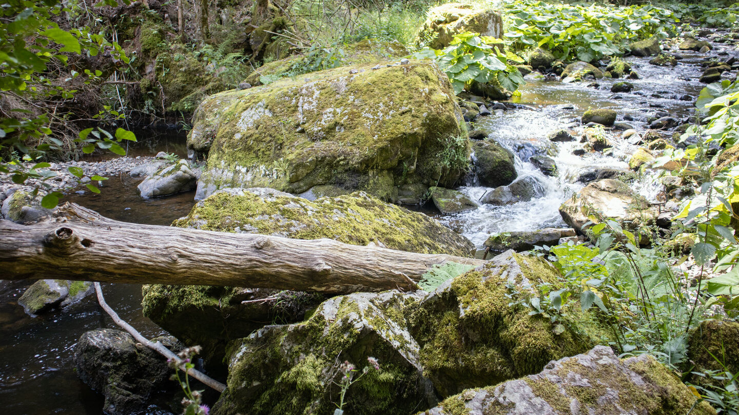 Wanderung entlang des wildromantischen Bachlaufs der haslach