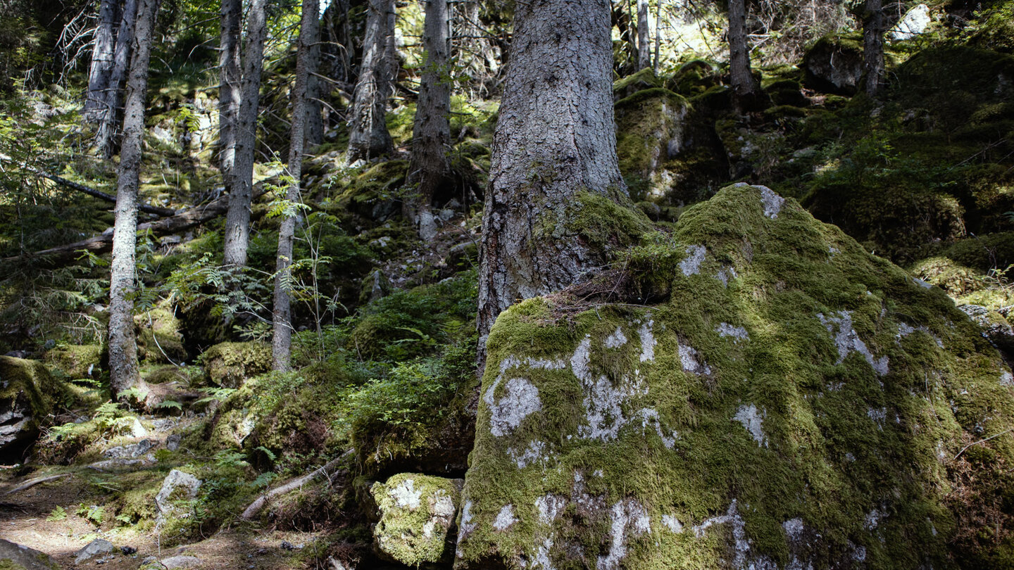 üppig mit Moosen bewachsene Roodbach-Schlucht