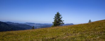 traumhafter Panoramablick über den kargen Höhenrücken des Feldberg