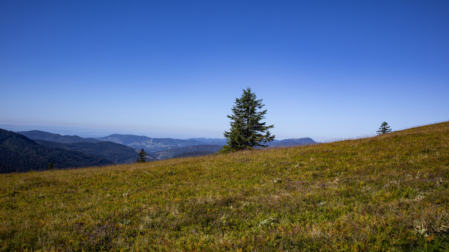 traumhafter Panoramablick über den kargen Höhenrücken des Feldberg