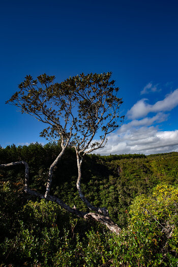 Ausblick Wanderweg Machabee Trail