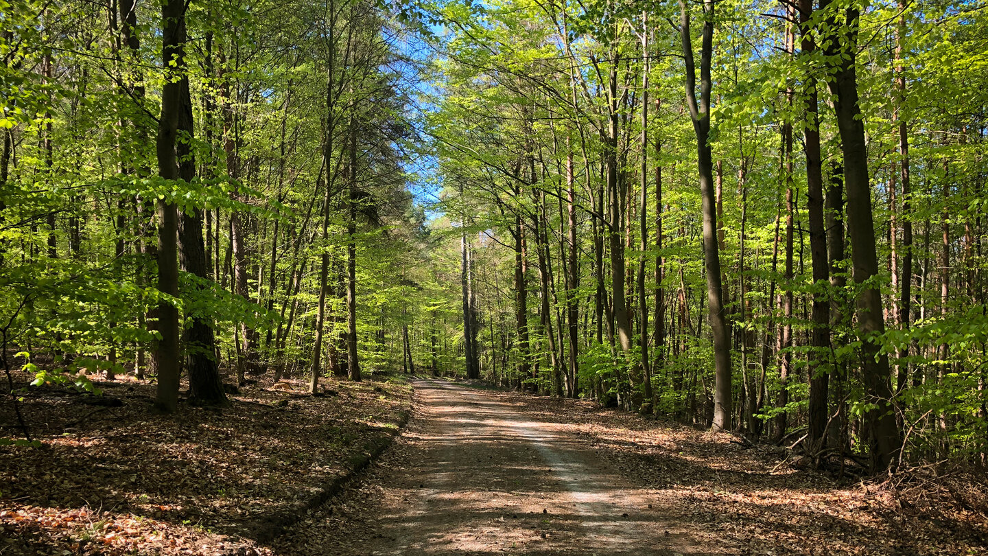 frisches Grün im Wald