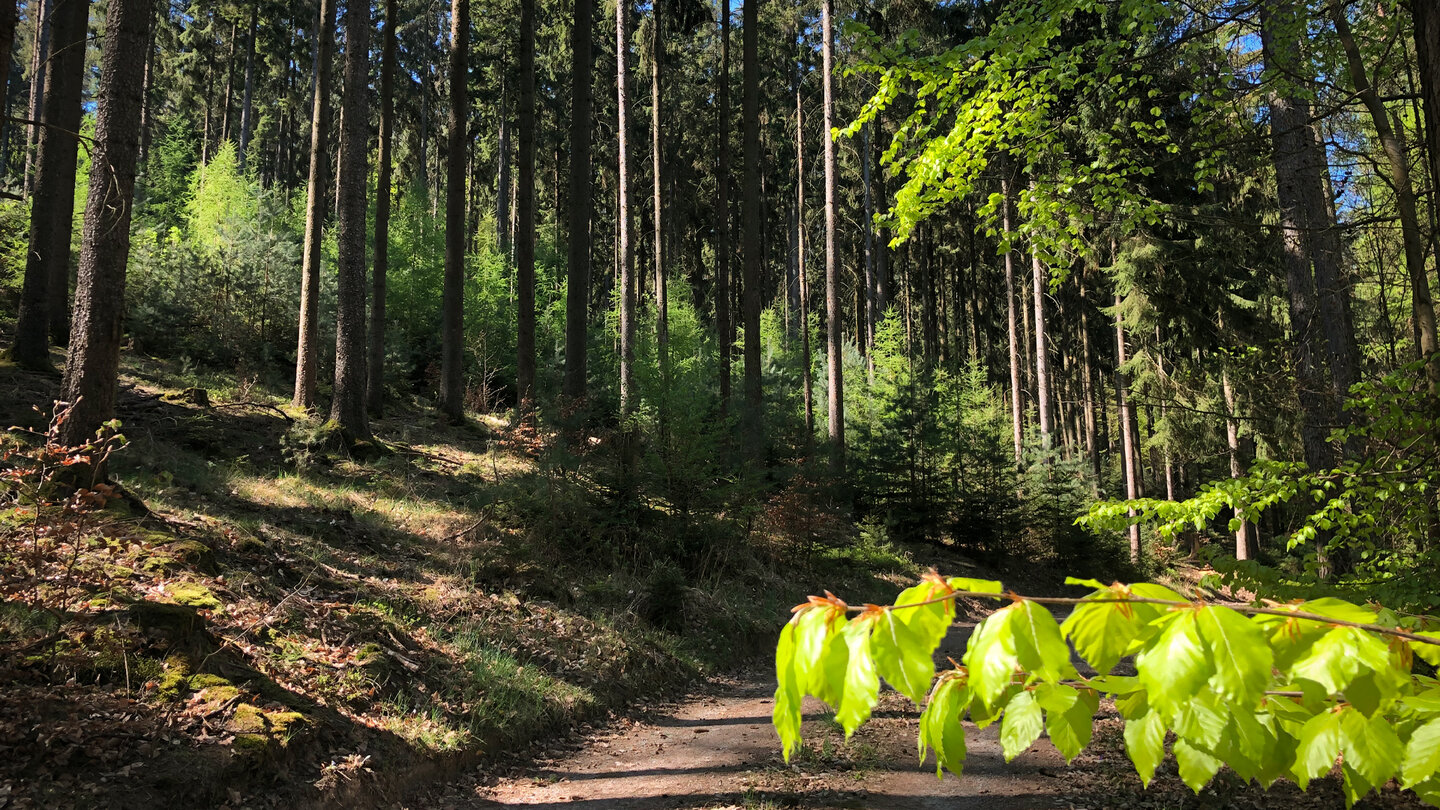 Laubwald und Nadelwald