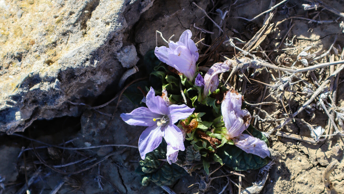Am Sendero Colada de la Costa findet man die herbstblühende Alraune (Mandragora autumnalis)