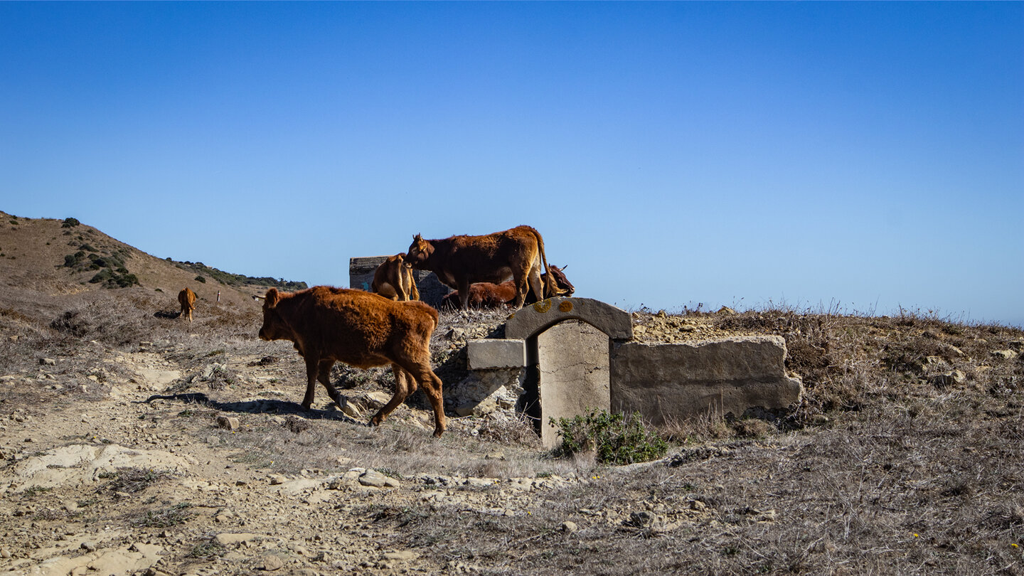 Die Bunker am Wanderweg sind bei den roten andalusischen Rindern besonders beliebt