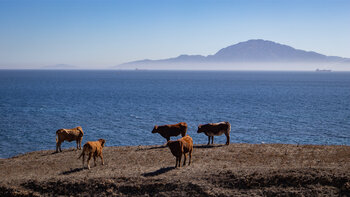 Rinder genießen den Flysch del Estrecho. Im Hintergrund ist der 851 Meter hohe Jbel Musa in Marokko