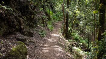 Wanderweg durch die Schlucht Barranco del Cedro