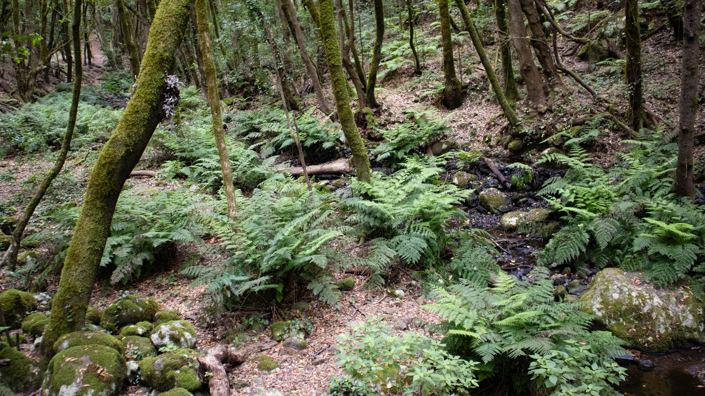 der wasserführende Bachlauf im Barranco del Cedro