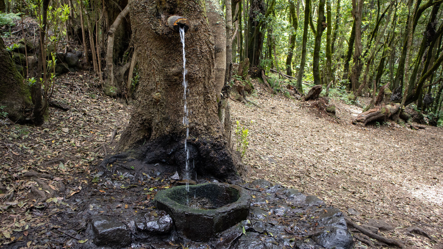 ein Brunnen in einem Baum am Rastplatz bei der Ermita de Lourdes