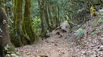 Wanderweg entlang bemooster Bäume zur Aula de Naturaleza