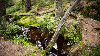 Bachlauf am Hohlohmoor