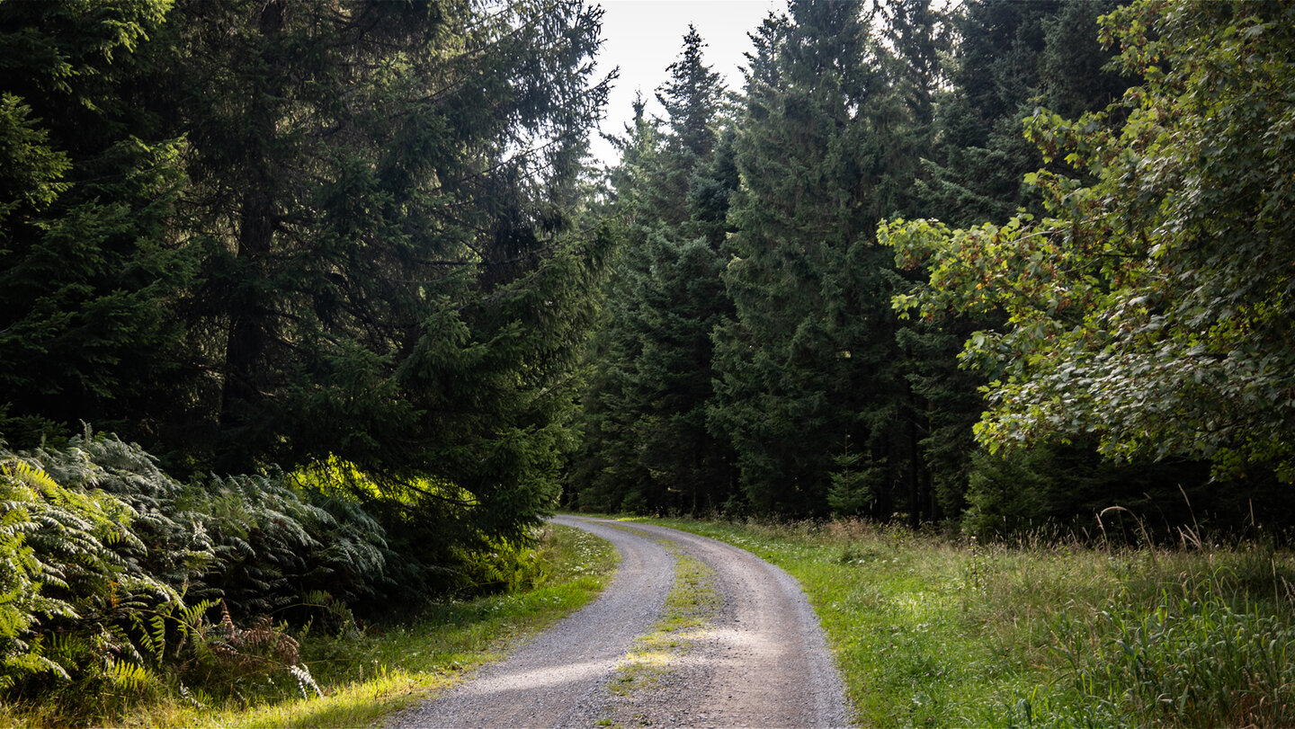 Wanderweg in dichtem Tannenwald