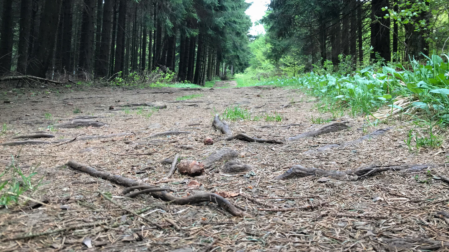 Wurzelwanderweg in der Hohen Rhön Wurzelwanderweg in der Hohen Rhön