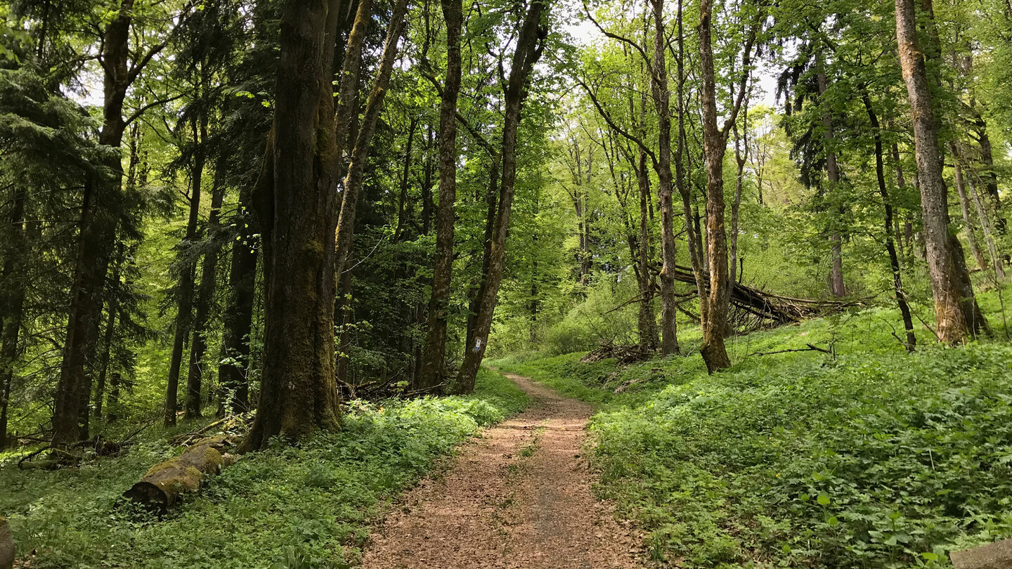 der Waldpweg hinauf zum Gangolfsberg Waldweg hinauf zum Gangolfsberg