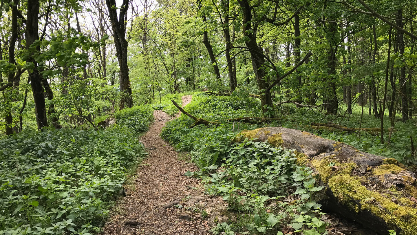 Waldpfad auf dem Gangolfsberg Gangolfsberger Waldpfad