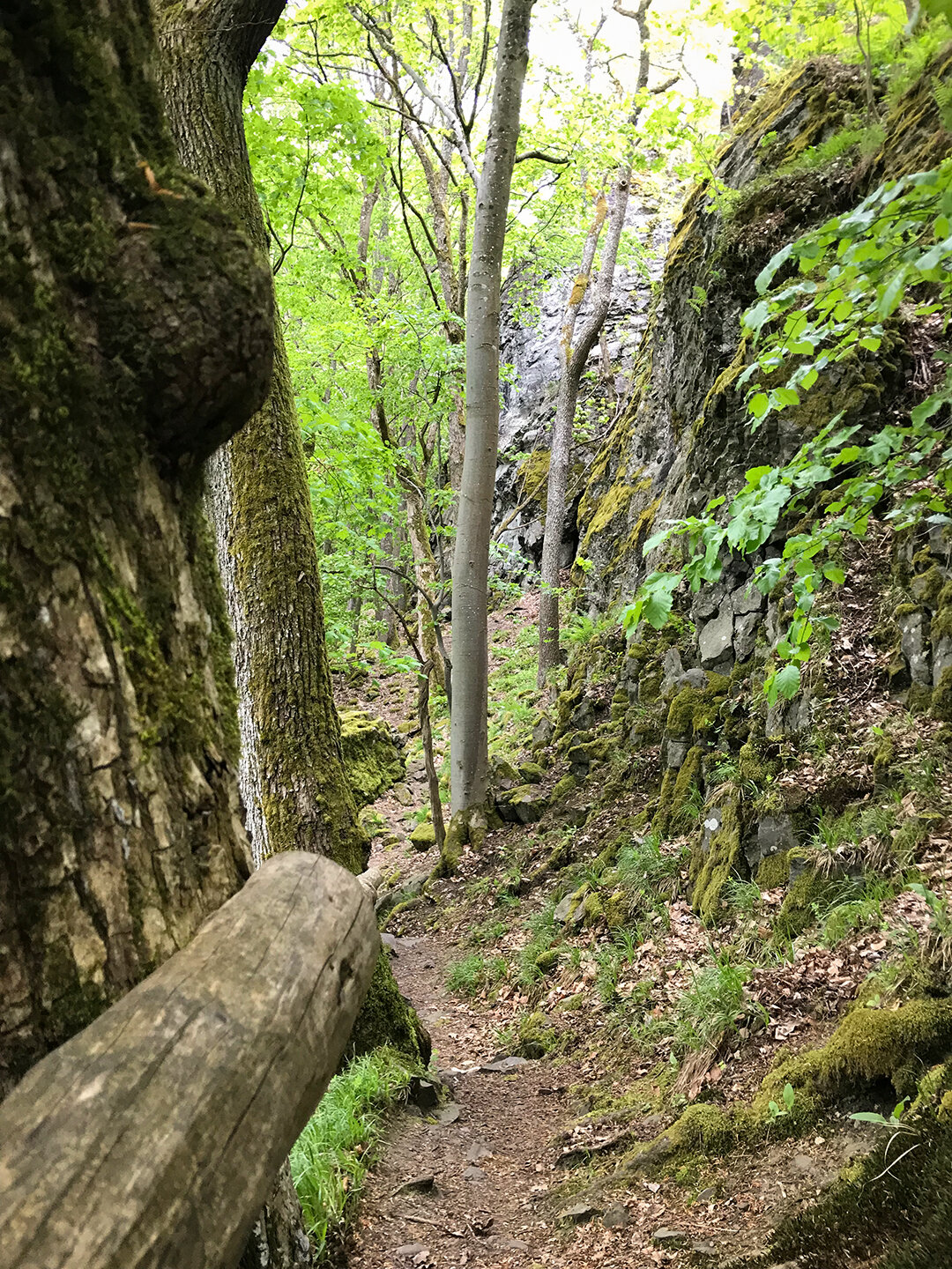 die Tour folgt dem schmalen Pfad durch den Wald schmaler Pfad durch den Wald