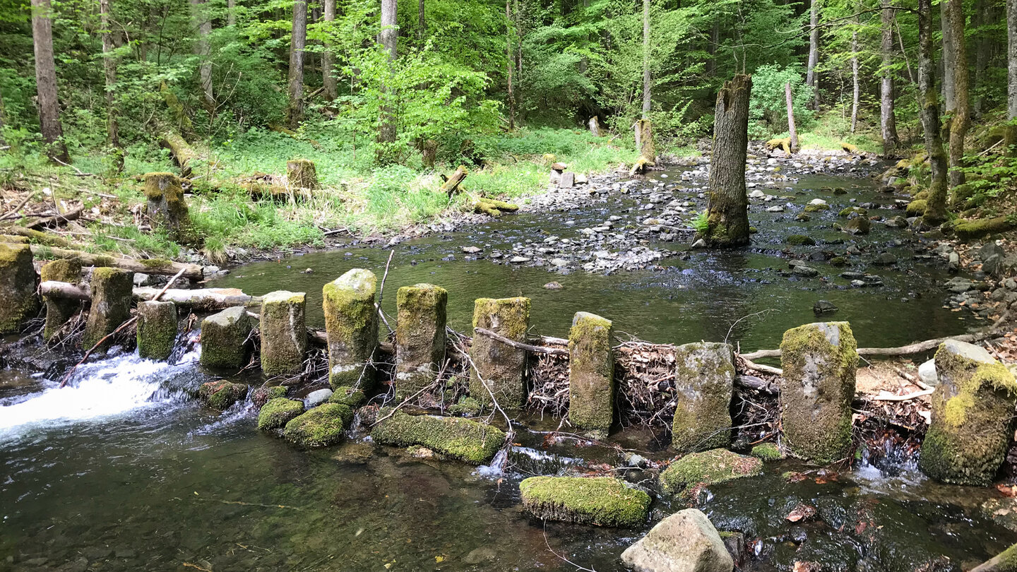der flache Elsbach fließt idyllisch durch den Wald Elsbach fließt idyllisch