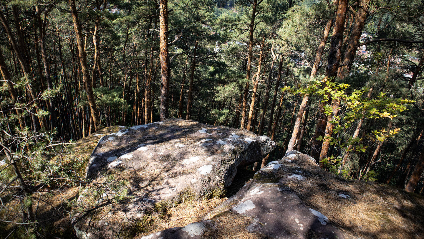 Flaches Buntsandsteinplateau mit Flechten auf dem Hahnberg, umgeben von lichtem Kiefernwald