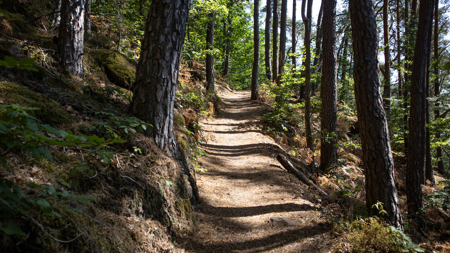 Schmaler, sonnenbeschienener Waldpfad führt zwischen Kiefernstämmen bergauf am Hahnberg bei Erfweiler