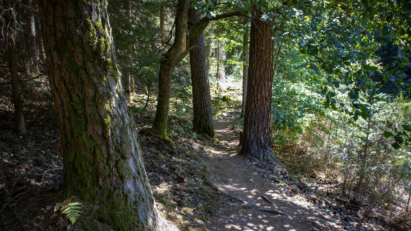 Naturbelassener Pfad durch stillen Mischwald aus Kiefern und Fichten auf der Hahnfels-Tour Richtung Heegerturm