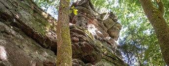 Bizarr verwitterte Buntsandsteinwand der Schafsteine mit wulstigen Erosionsformen, Baumstamm am Fels, Froschperspektive