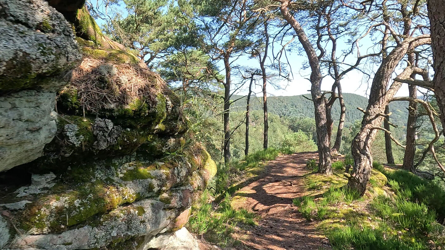 Schmaler Pfad an einem moosbewachsenen Buntsandsteinriff entlang, knorrige Kiefern und Blick auf die bewaldeten Berge des Pfälzerwaldes