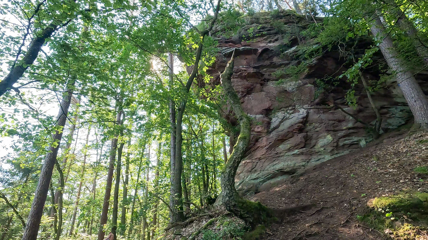 Mächtiger Buntsandsteinfelsen des Löchelsfels mit bewachsener Kuppe im grünen Buchenwald auf der Hahnfels-Tour