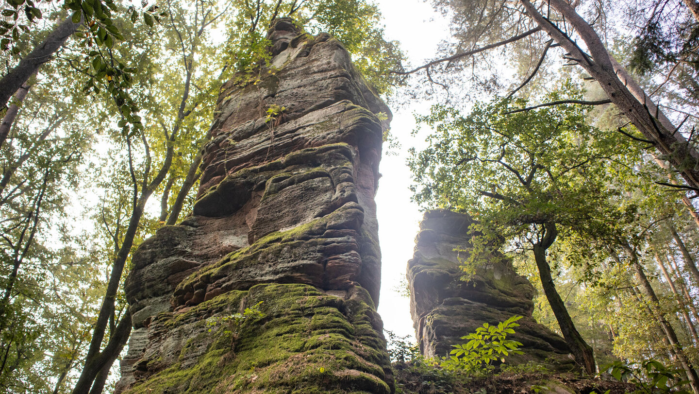 Zwei moosbewachsene Buntsandsteintürme des Zimmerbergfelsens ragen steil aus dem Laubwald empor, Froschperspektive