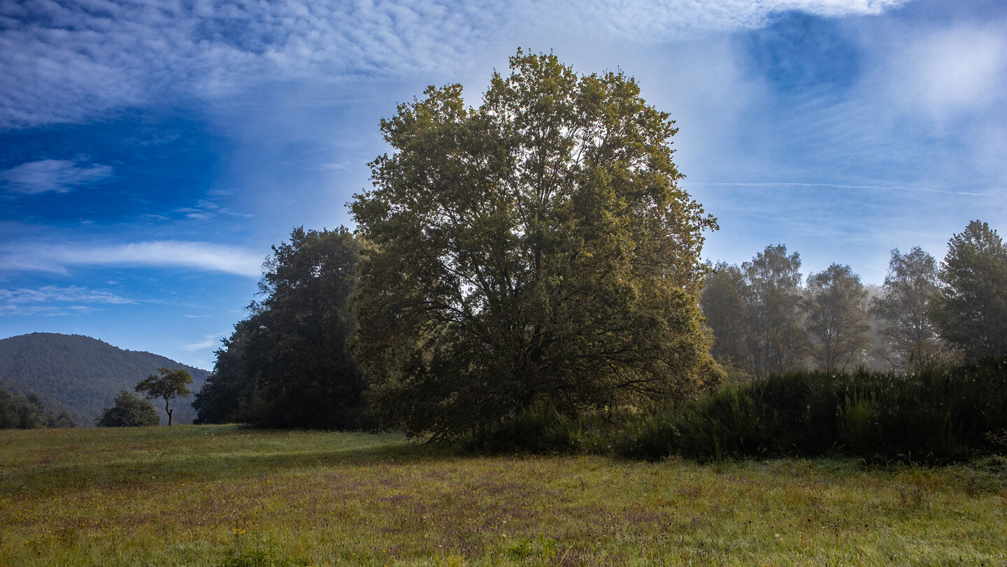 Offene Wiesenlandschaft mit mächtigem Solitärbaum bei Erfweiler, morgendlicher Dunst und bewaldete Höhen des Pfälzerwaldes im Hintergrund