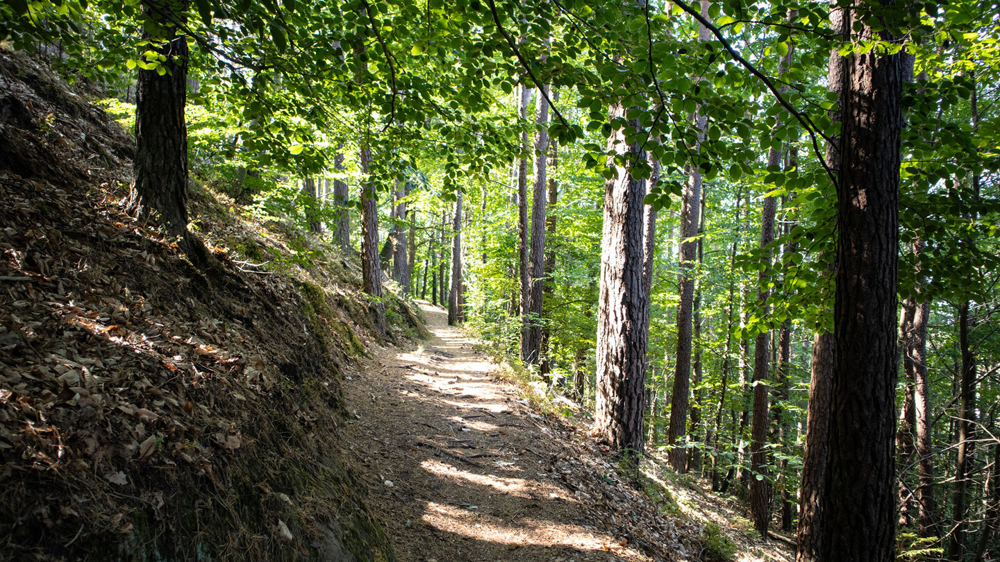 Schmaler Hangpfad durch sonnendurchfluteten Mischwald mit Buchen und Kiefern auf der Hahnfels-Tour bei Erfweiler
