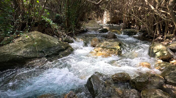Oleanderwald am Rio Cuadros im Parque Natural de Sierra Mágina