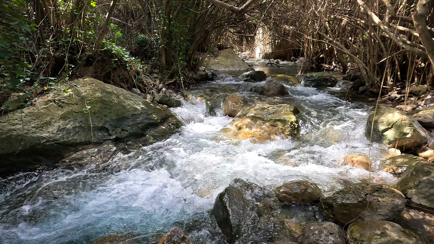 Oleanderwald am Rio Cuadros im Parque Natural de Sierra Mágina