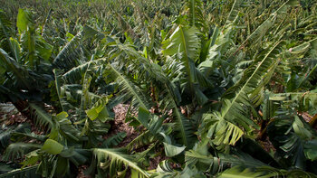 Bananenplantagen im Barranco de las Angustias