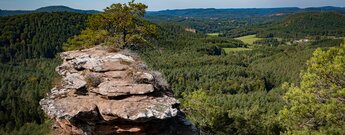 Ausblick über den Buchkammerfels ins Dahner Felsenland
