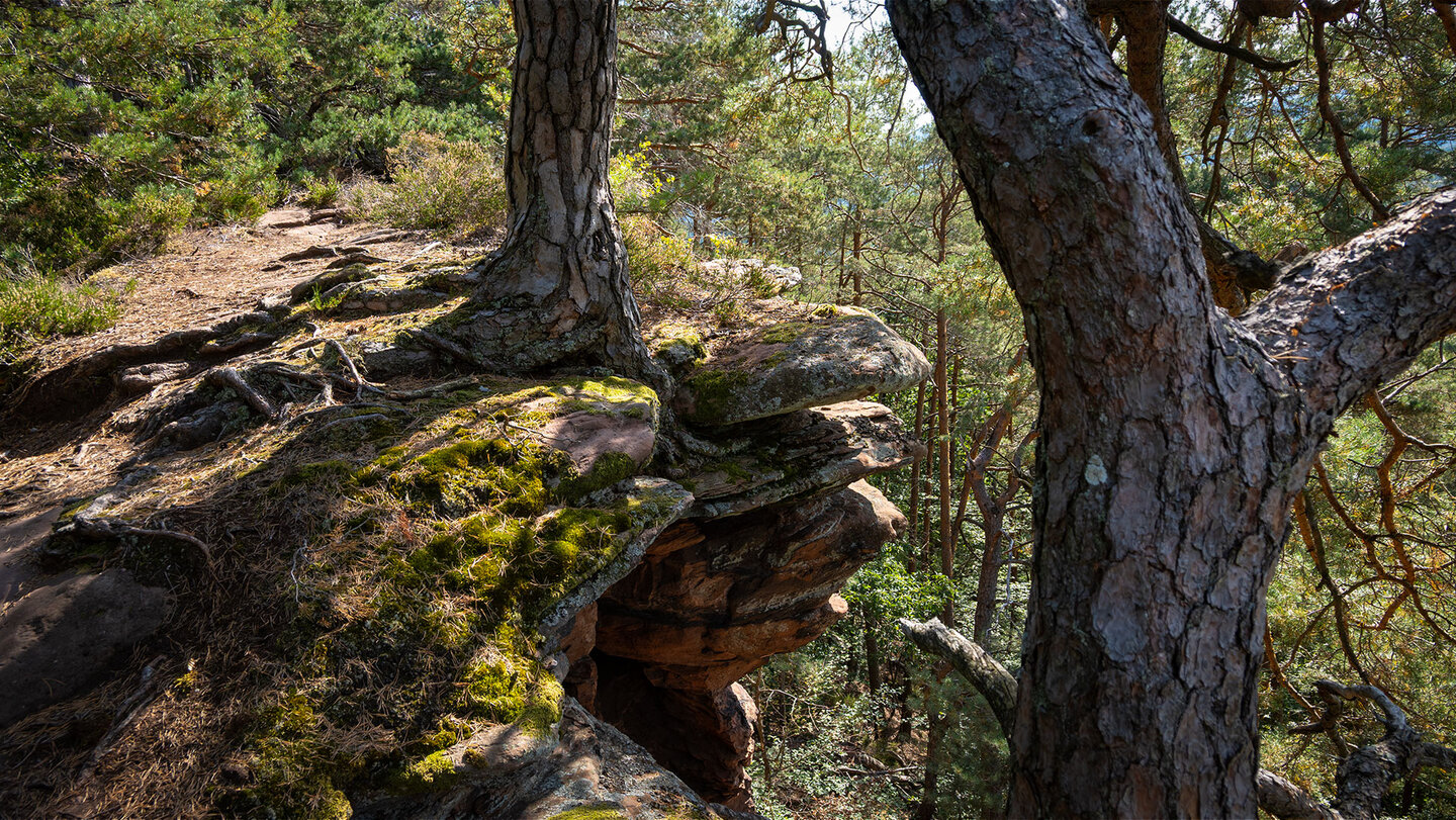 Wanderpfad Bärensteig am Buchkammerfelsen Wanderpfad am Buchkammerfelsen