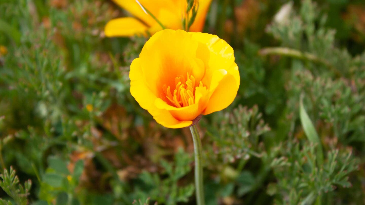 gelb-orange leuchtende Mohnblume im Teno