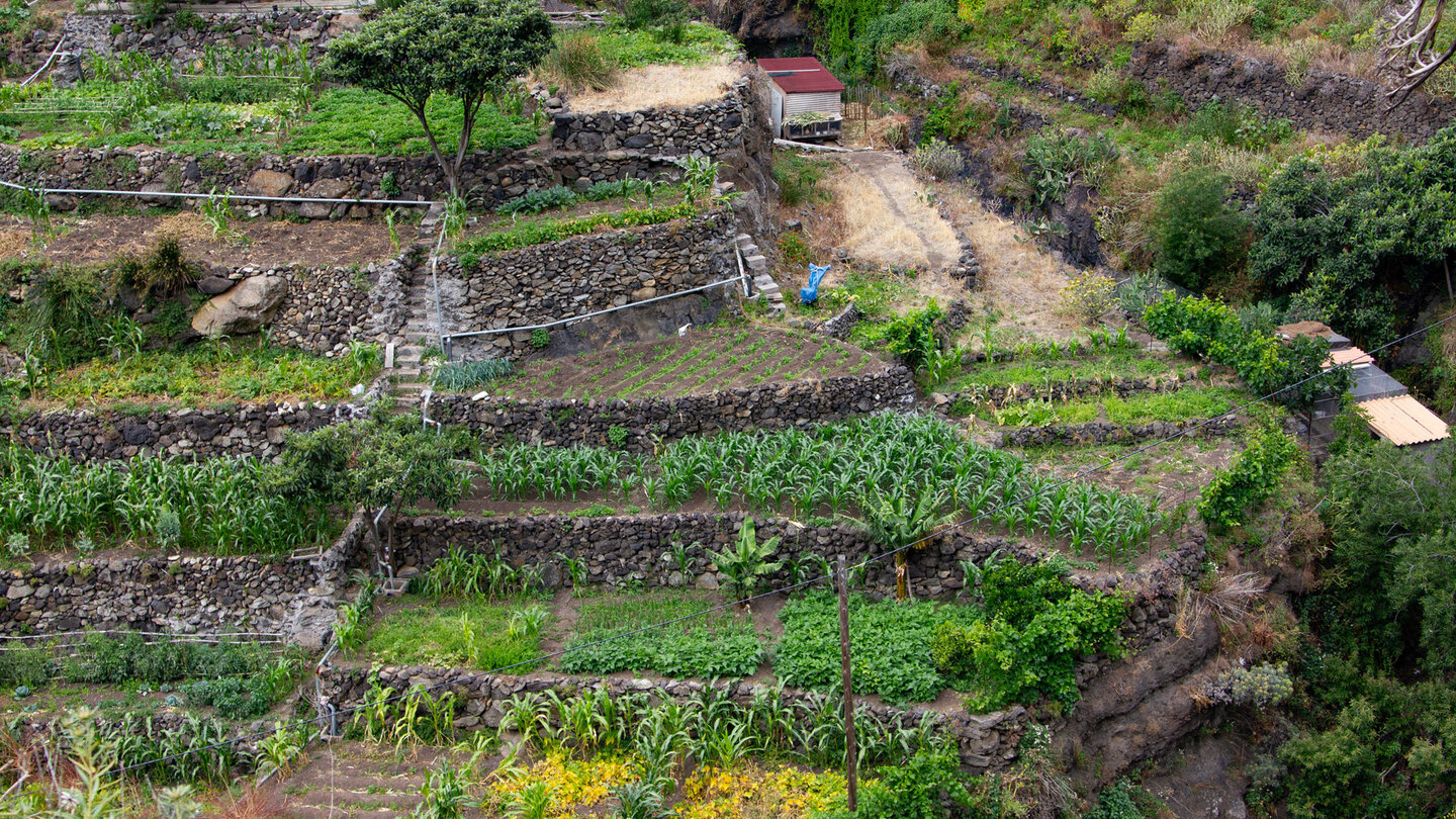 traditioneller Gemüseanbau in La Laja
