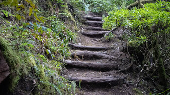 Holzstufen am Wanderweg durch den Lorbeerwald